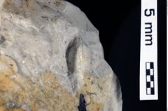 Foto (Detailansicht) von Galatheites sp. (NHMW-GEO-1990-0041-0477)